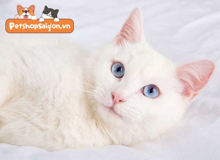 Con mèo mắt trắng là gì?