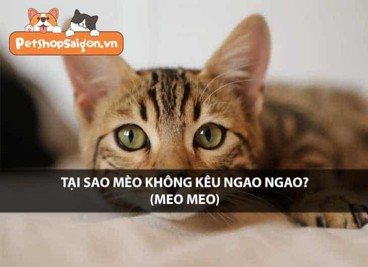 Tại sao mèo không kêu ngao ngao (meo meo)?