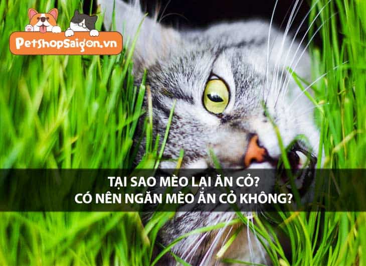 Tại sao mèo lại ăn cỏ? Có nên ngăn mèo ăn cỏ không?