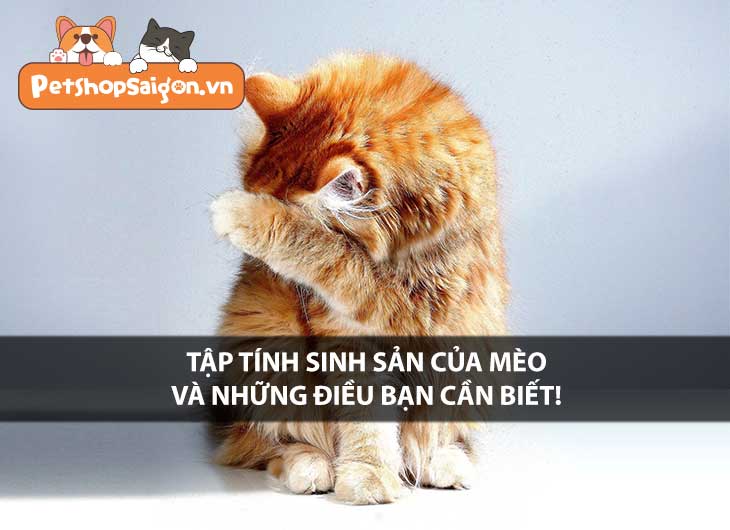 Tập tính sinh sản của mèo và những điều bạn cần biết