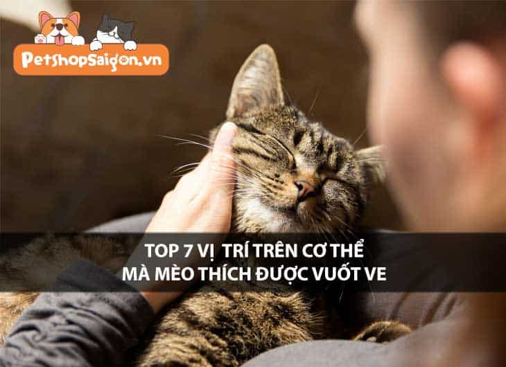 Top 7 vị trí trên cơ thể mà mèo thích được vuốt ve