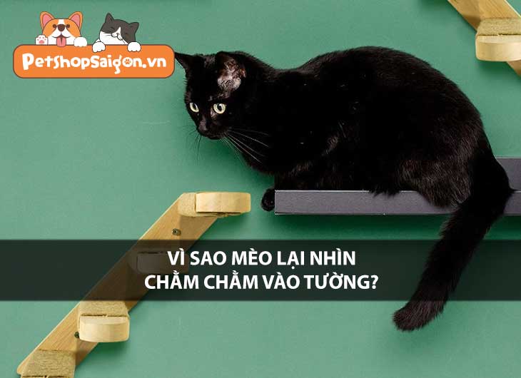 Vì sao mèo lại nhìn chằm chằm vào tường?