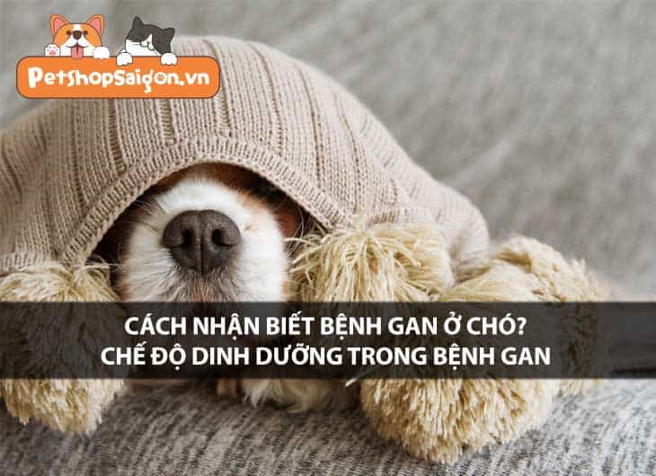 Cách nhận biết bệnh gan ở chó? Chế độ dinh dưỡng trong bệnh gan