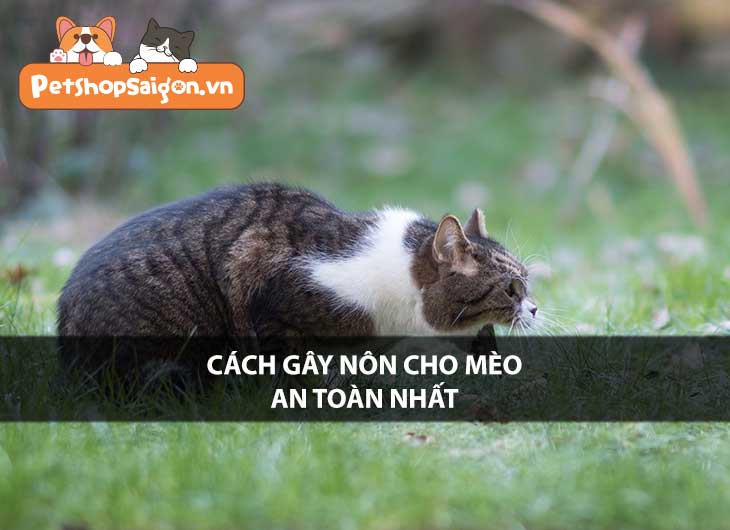 Cách gây nôn cho mèo an toàn nhất