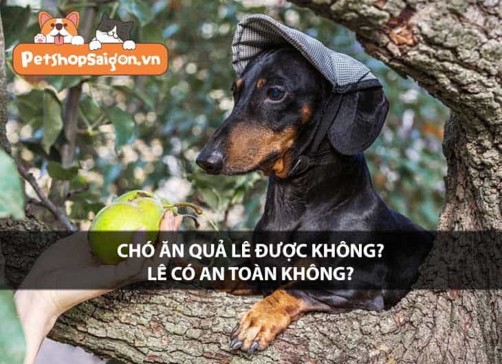 Chó ăn quả lê được không? Lê có an toàn không?