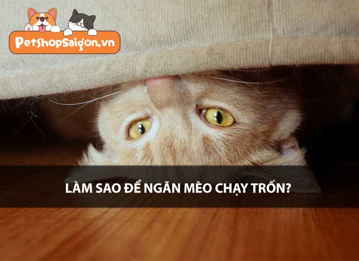 Làm sao để ngăn mèo chạy trốn?