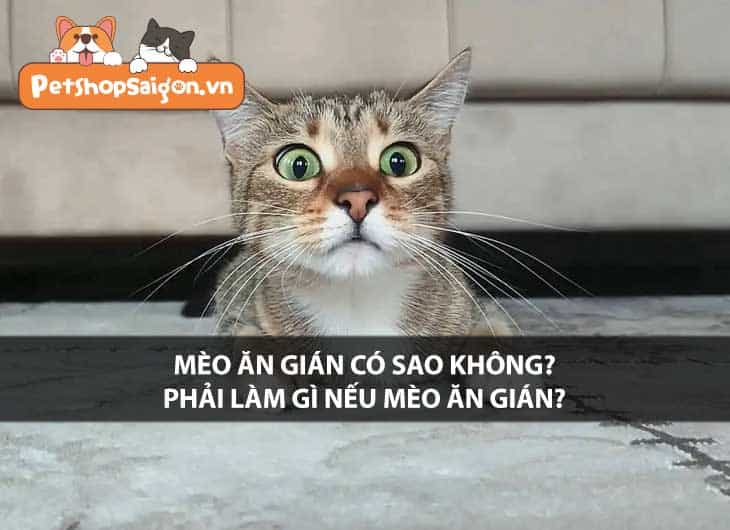 Mèo ăn gián có sao không? Phải làm gì nếu mèo ăn gián?