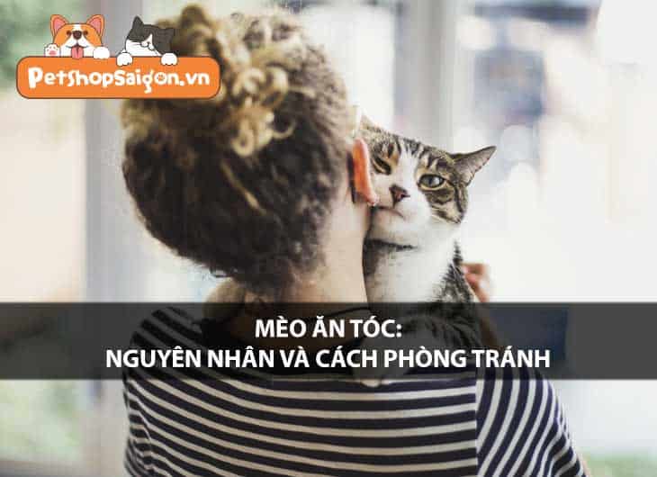 Mèo ăn tóc: Nguyên nhân và cách phòng tránh