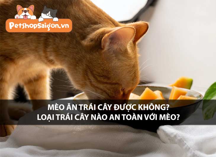 Mèo ăn trái cây được không? Loại trái nào an toàn với mèo?