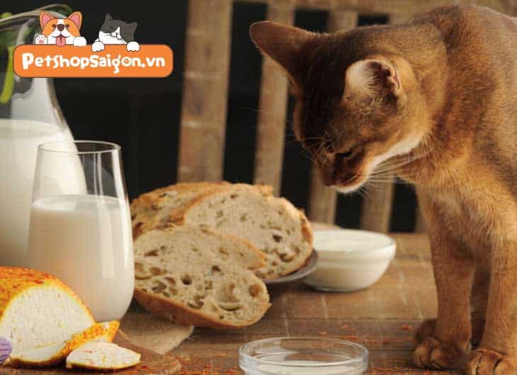 Mèo có ăn được bánh mì không
