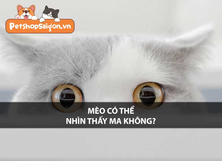 Mèo có thể nhìn thấy ma không?