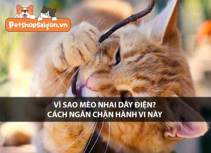 Vì sao mèo nhai dây điện? Cách ngăn chặn hành vi này