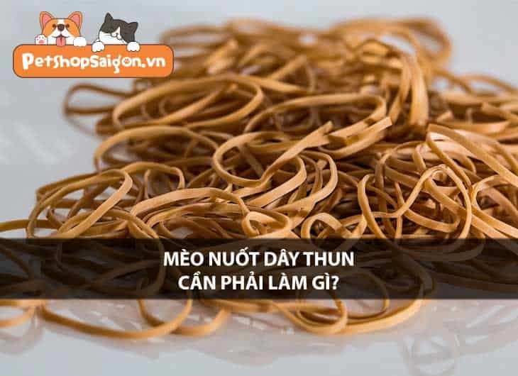 Mèo nuốt dây thun cần phải làm gì?