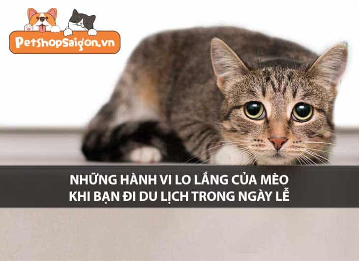 Những hành vi lo lắng của mèo khi bạn đi du lịch trong ngày lễ