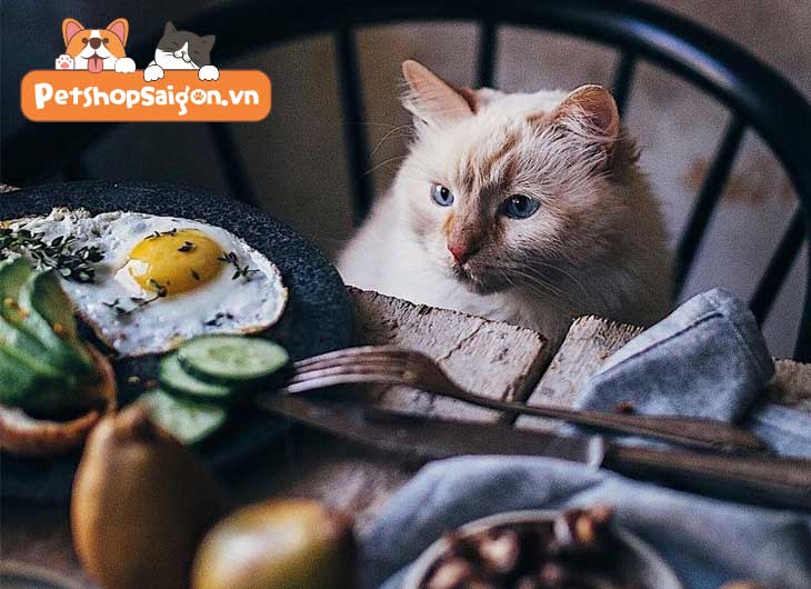 Top 9 thực phẩm của con người phù hợp làm thức ăn vặt cho mèo