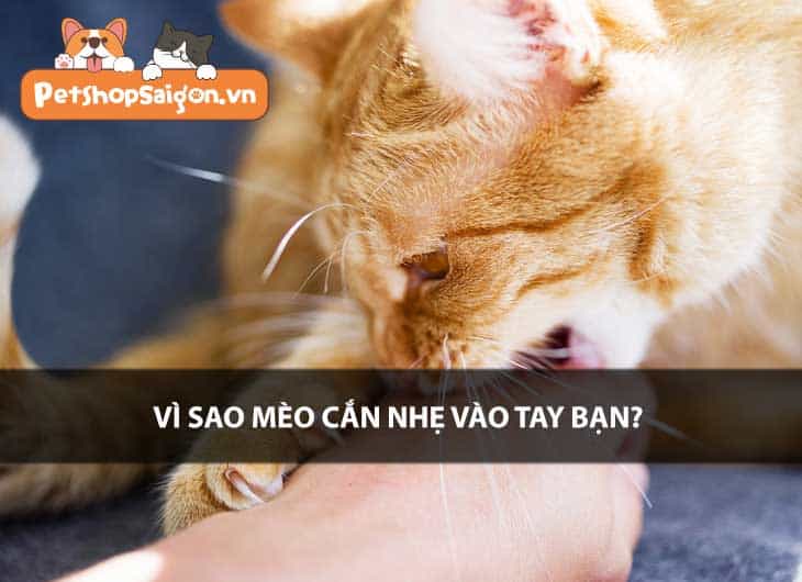 Vì sao mèo cắn nhẹ vào tay bạn?