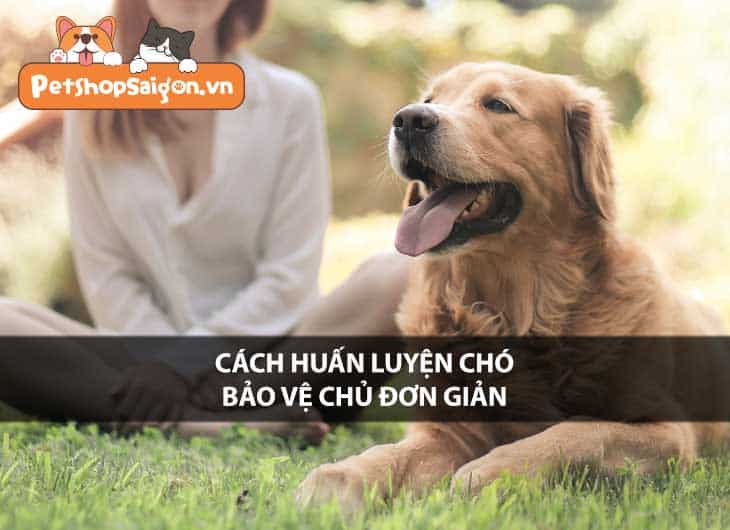 Cách huấn luyện chó bảo vệ chủ đơn giản