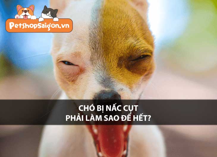 Chó bị nấc cụt phải làm sao để hết?