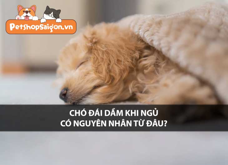 Chó đái dầm khi ngủ có nguyên nhân từ đâu?