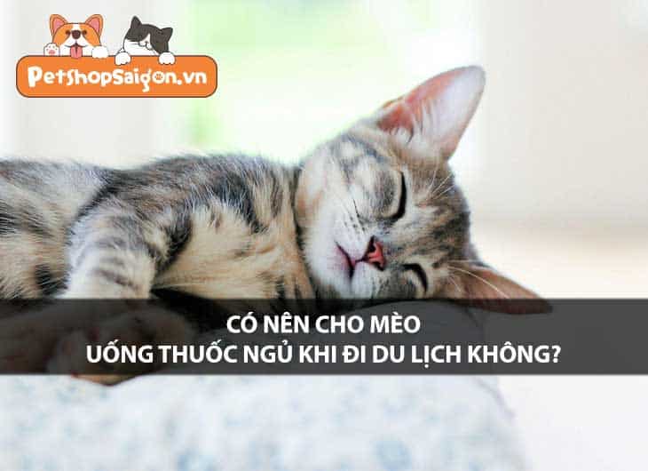 Có nên cho mèo uống thuốc ngủ khi đi du lịch không?