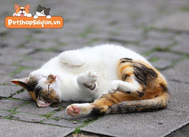 Có nên cho mèo uống thuốc ngủ khi đi du lịch không?