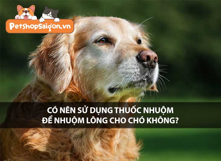 Có nên sử dụng thuốc nhuộm để nhuộm lông cho chó không?