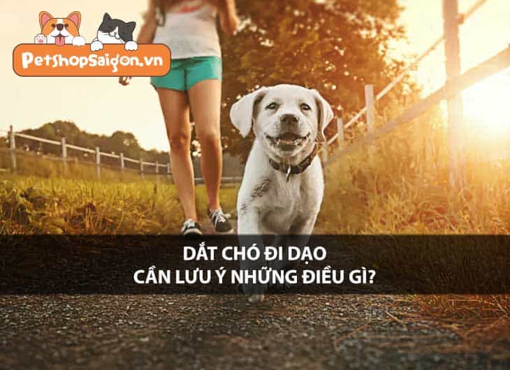 Dắt chó đi dạo cần lưu ý những điều gì?