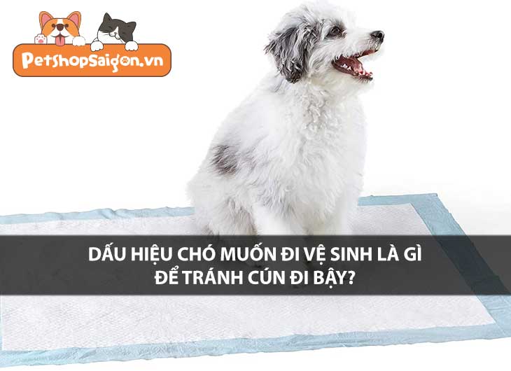 Dấu hiệu chó muốn đi vệ sinh là gì để tránh cún đi bậy?