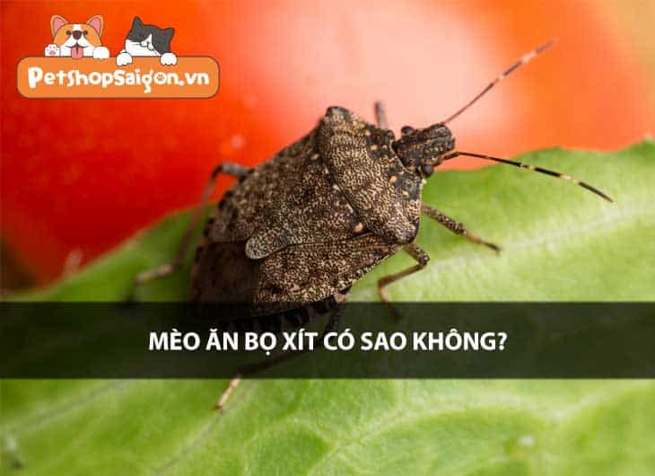 Mèo ăn bọ xít có sao không?