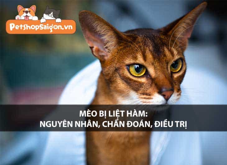 Mèo bị liệt hàm: Nguyên nhân, chẩn đoán, điều trị