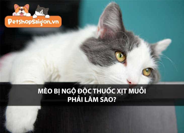 Mèo bị ngộ độc thuốc xịt muỗi phải làm sao?