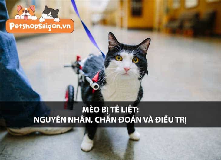 Mèo bị tê liệt: Nguyên nhân, chẩn đoán và điều trị
