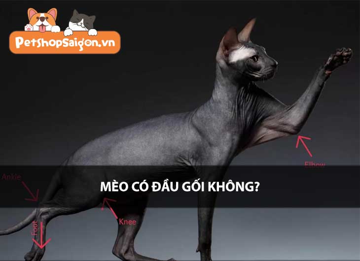 Mèo có đầu gối không?