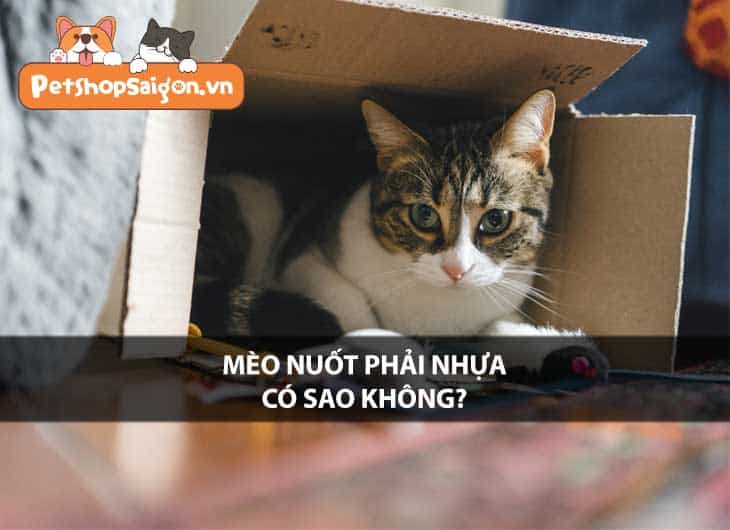 Mèo nuốt phải nhựa có sao không?