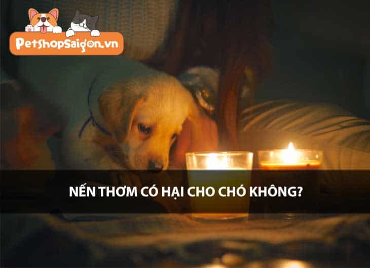Nến thơm có hại cho chó không?