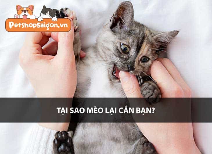 Tại sao mèo lại cắn bạn?