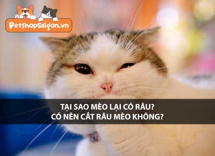 Tại sao mèo lại có râu? Có nên cắt râu mèo không?