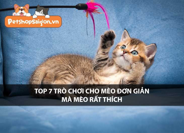 Top 7 trò chơi cho mèo đơn giản mà mèo rất thích