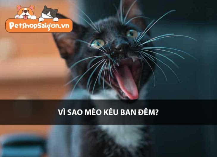 Vì sao mèo kêu ban đêm?