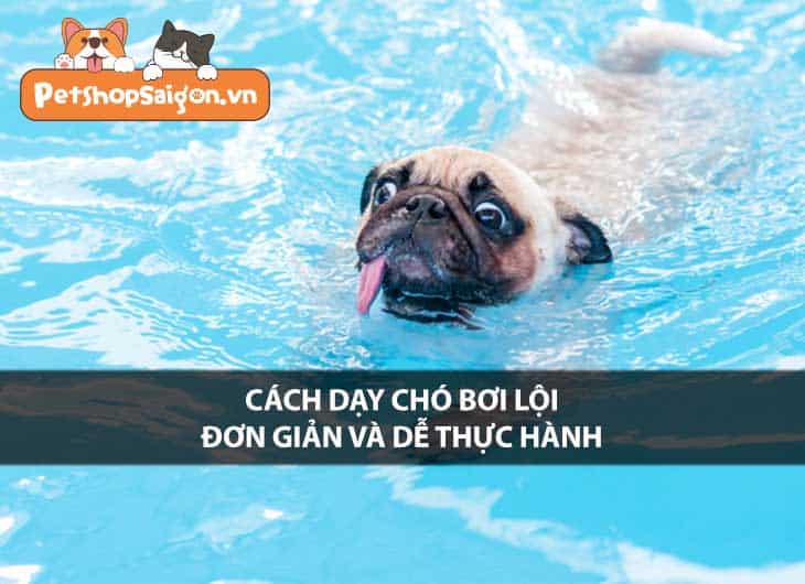 Cách dạy chó bơi lội đơn giản và dễ thực hành