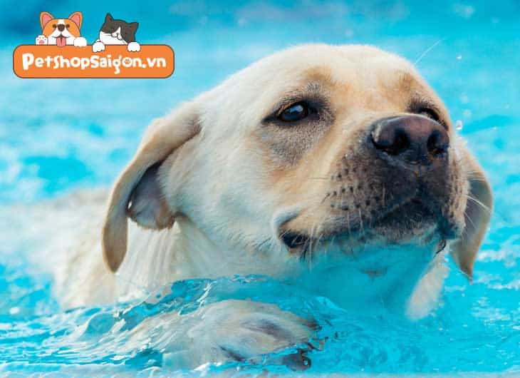 Cách dạy chó bơi lội đơn giản và dễ thực hành