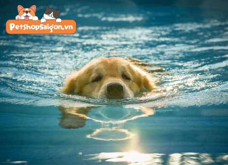 Cách dạy chó bơi lội đơn giản và dễ thực hành