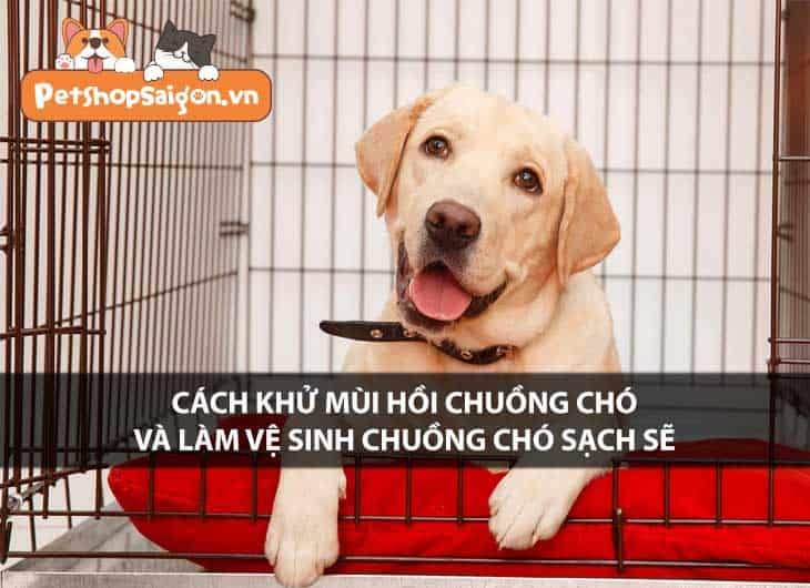 Cách khử mùi hôi chuồng chó và làm vệ sinh chuồng chó sạch sẽ