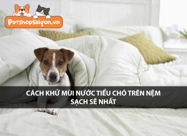Cách khử mùi nước tiểu chó trên nệm sạch sẽ nhất