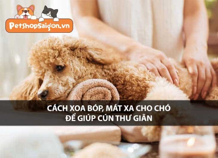 Cách xoa bóp, mát xa cho chó để giúp cún thư giãn