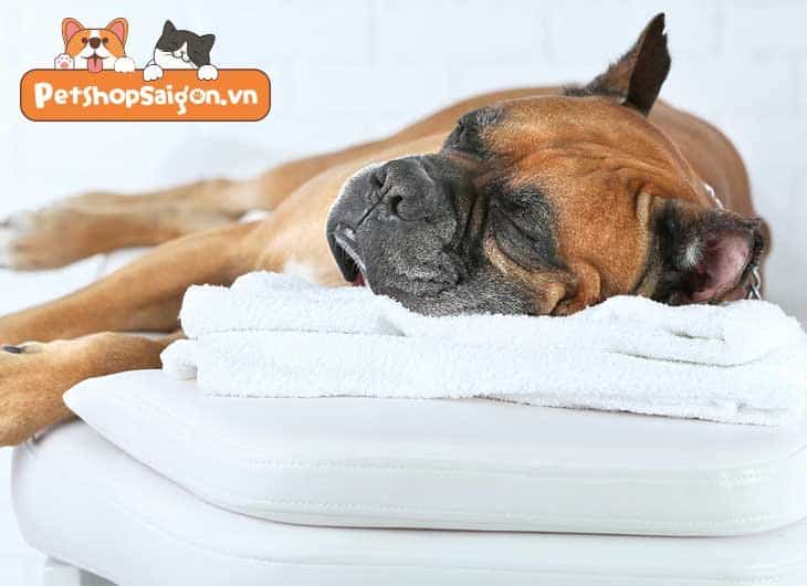 Cách xoa bóp, mát xa cho chó để giúp cún thư giãn