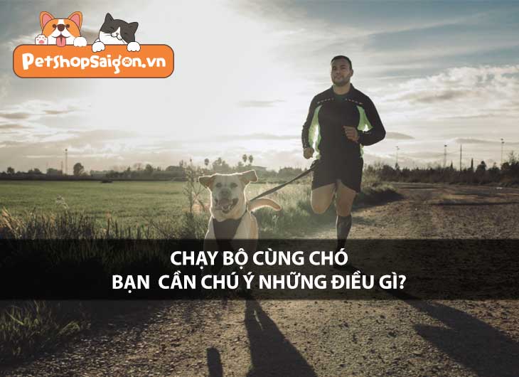 Chạy bộ cùng chó, bạn cần chú ý những điều gì?