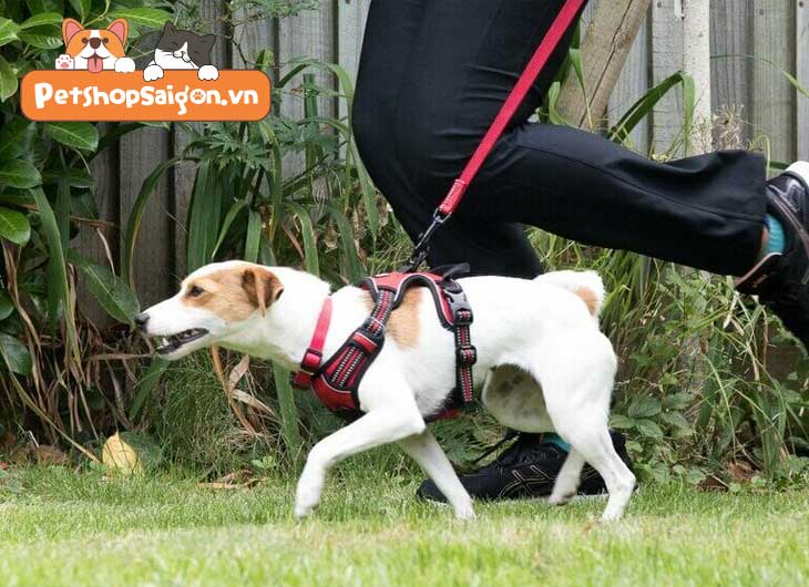 Chạy bộ cùng chó, bạn cần chú ý những điều gì