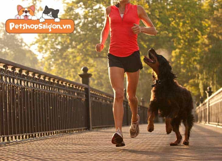 Chạy bộ cùng chó, bạn cần chú ý những điều gì