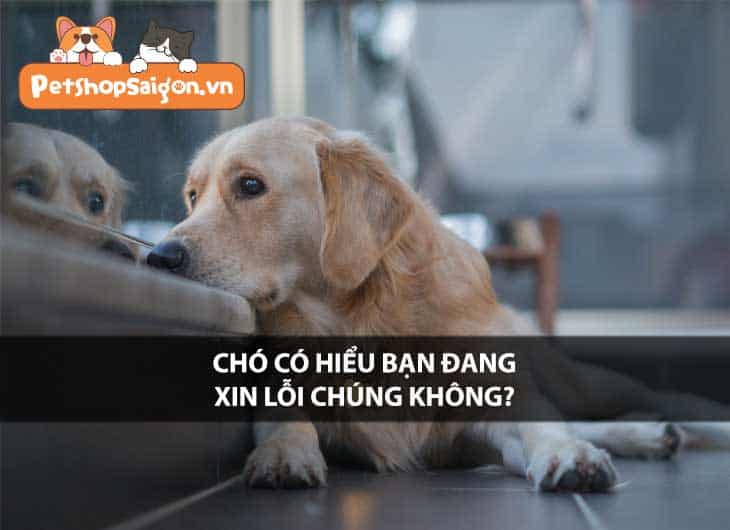 Chó có hiểu bạn đang xin lỗi chúng không?